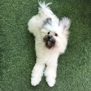 Meet your Posher, Lau